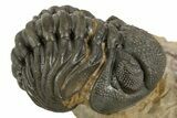 Curled Phacopid (Morocops) Trilobite - Foum Zguid, Morocco #323591-1